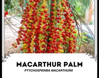 MaCarthur Palm - Ptychosperma macarthurii - Rare 'Plant; Seeds - Bamboo Palm. Yellow-Red, Dwarf Mountain Palm, Miniature Fish Tail Palm