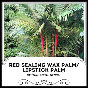レッドシーリングワックスパーム/リップスティックパーム - キルトスタキス レンダ - 希少植物種子 - ピナン ラジャパーム、レッドグリーン、レッドパームリリー、シーリングワックスパーム