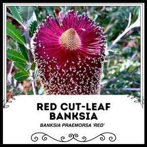 Könnte beinhalten: Nahaufnahme einer roten Banksia-Blume mit geschnittenen Blättern. Die Blüte ist tiefrot mit weißen Spitzen und in voller Blüte. Der Text "Red Cut-Leaf Banksia" und "Banksia praemorsa 'Red'" wird unter der Blüte angezeigt.
