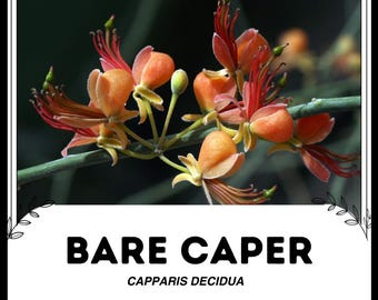 Kale kappertjes - Capparis decidua - Zeldzame plantenzaden - wilde kappertje, roodoranje, woestijnkappertje, struikkappertje, drooglandkapper, wilde kappertje, kappertje