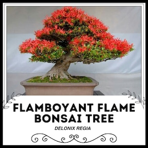 Flamboyant Flame Bonsai Tree - Delonix regia - Rare 'Bonsai' Seeds - Royal Poinciana, Red-Green, Flame Tree, Peacock Flower, Flamegold Tree