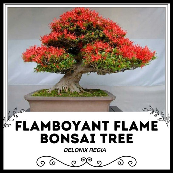 Flamboyant Flame Bonsai Tree - Delonix Regia - Rare 'bonsai' Seeds - Royal  Poinciana, Red-green, Flame Tree, Peacock Flower, Flamegold Tree - Etsy  Hong Kong