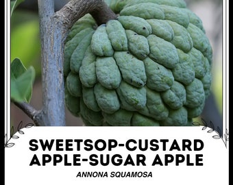 Sweetsop - Custard Apple - Sugar Apple - Annona Squamosa - Rare 'Fruit' Seeds - Cherimoya, Green-Purple, Atemoya, Bullocks Heart, Sharifa