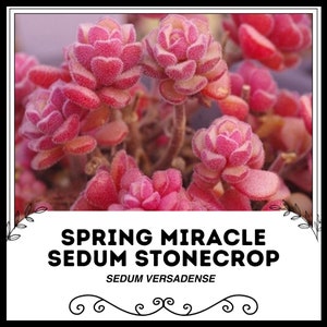 Spring Miracle Sedum Stonecrop - Sedum versadense - Rare &#39;Succulent&#39; Seeds - Goldmoss Stonecrop, Sedum kamtschaticum,Kamtschaticum Stonecrop