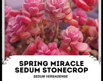 Spring Miracle Sedum Stonecrop - Sedum versadense - Semillas raras 'Suculentas' - Goldmoss Stonecrop, Sedum kamtschaticum,Kamtschaticum Stonecrop