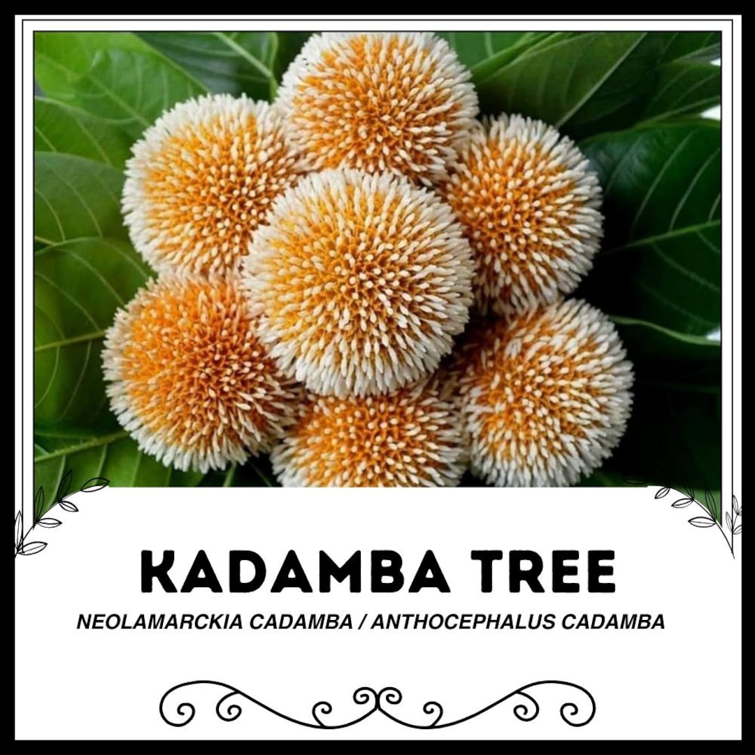 Kadamba Tree - Neolamarckia Cadamba / Anthocephalus Cadamba - Rare ...