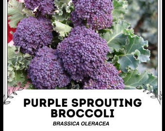 Brócoli de brotes morados - Brassica oleracea - Vegetal de herencia rara