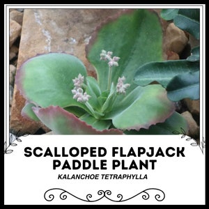 Ausgebogte Flapjack Paddle Plant - Kalanchoe tetraphylla - Seltene &#39;Succulente&#39; Samen - Rote Pfannkuchenpflanze, Grün-Weiß, Kalanchoe thyrsiflora Rot