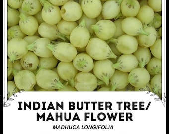 Op de afbeelding: Close-up van een stapel lichtgele Mahua-bloemen, ook bekend als Indiase boterboombloemen. De wetenschappelijke naam, Madhuca longifolia, staat onder de tekst "Indian Butter Tree/ Mahua Flower".