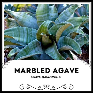 Marbled Agave - Agave marmorata - Rare &#39;Succulent&#39; Seeds - Century Plant, Green-Blue, Mottled Agave, Spotted Agave, Marbled Century Plant