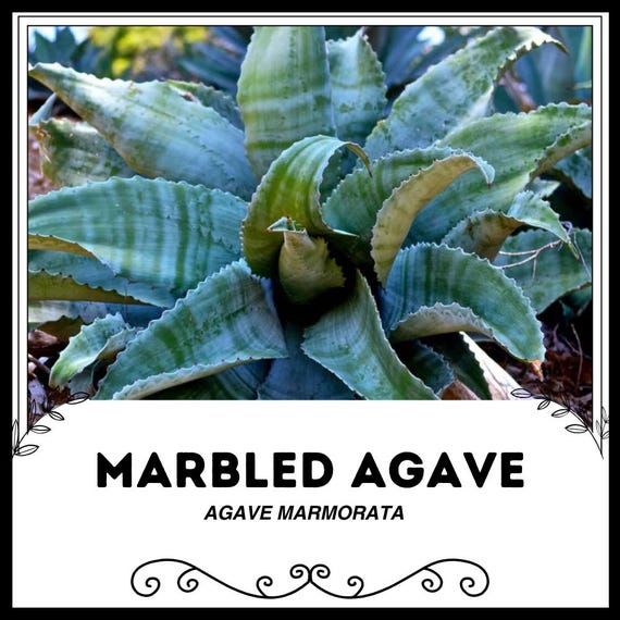 alocasia black zebrina Alocasia zebrina