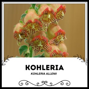 Puede incluir: Primer plano de un grupo de flores naranja y rojas con manchas rojo oscuro. Las flores se llaman "Kohleria Allenii".