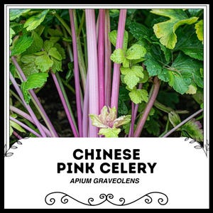 Könnte beinhalten: Nahaufnahme von chinesischem Rosa-Sellerie, auch bekannt als Apium graveolens, mit leuchtend rosa Stielen und grünen Blättern.