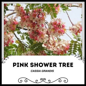 May include: A pink shower tree, also known as Cassia Grandis, in full bloom with delicate pink and white flowers.