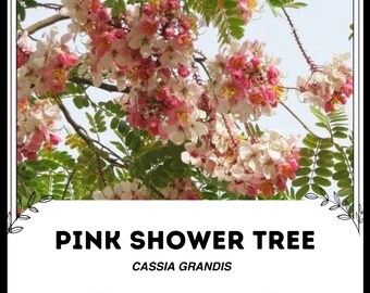 Puede incluir: Un árbol de lluvia rosa, también conocido como Cassia Grandis, en plena floración con delicadas flores rosas y blancas.