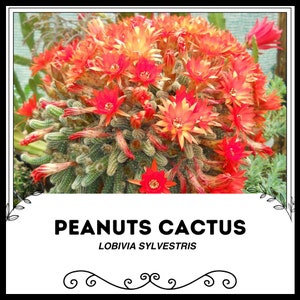 Peanuts Cactus - Lobivia sylvestris - Rare Cactus Seeds - Rat Tail Cactus, Red-Yellow, Monkey Tail Cactus, Fish Bone Cactus, Hedgehog Cactus