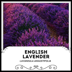English Lavender - Lavandula angustifolia - Rare &#39;Plant&#39; Seeds - True Lavender, Purple-Pink, Common Lavender, Lamiaceae, Common Lavender