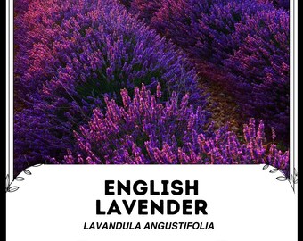 Lavanda inglesa - Lavandula angustifolia - Semillas raras de 'plantas' - Lavanda verdadera, Rosa púrpura, Lavanda común, Lamiaceae, Lavanda común