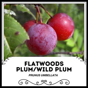 Flatwoodsplommon / Vildplommon - Prunus Umbellata - Sällsynta 'Frukt'-frön - Grisplommon, Röd-Lila, Slånbär, Bäckplommon, Buskplommon, Amerikanskt Vildplommon