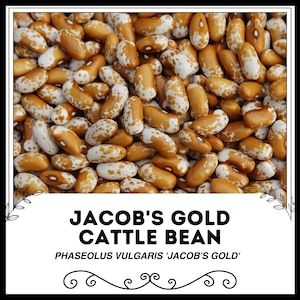 Puede incluir: Primer plano de semillas de frijol Jacob's Gold Cattle Bean. Los frijoles son marrones con manchas blancas. El texto "JACOB'S GOLD CATTLE BEAN" y "PHASEOLUS VULGARIS 'JACOB'S GOLD'" está impreso debajo de la imagen.