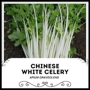 Könnte beinhalten: Ein Bund weißer Selleriestangen mit grünen Blättern. Der Text "CHINESE WHITE CELERY" und "APIUM GRAVEOLENS" ist auf weißem Hintergrund gedruckt.