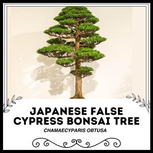Faux cyprès du Japon - Chamaecyparis obtusa - Graines rares de « Bonsaï » - Faux cyprès de Sawara, Bonsaï Hinoki