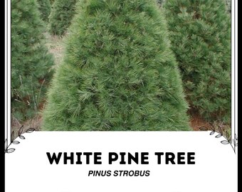 Könnte beinhalten: Nahaufnahme einer Weißkiefer (Pinus strobus) mit weichen, grünen Nadeln. Der Baum wächst auf einem Feld mit anderen Bäumen im Hintergrund.