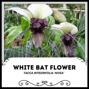 White Bat Flower - Tacca integrifolia &#39;Nivea&#39; - Rare &#39;Plant&#39; Seeds - Bat Head Lily, White-Black, Devil Flower, Black Bat Flower, White Tacca