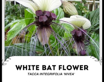 Suzu　タッカ　インテグリフォリア 12月7日（水） タッカ・インテグリフォリア（ホワイトバットフラワー