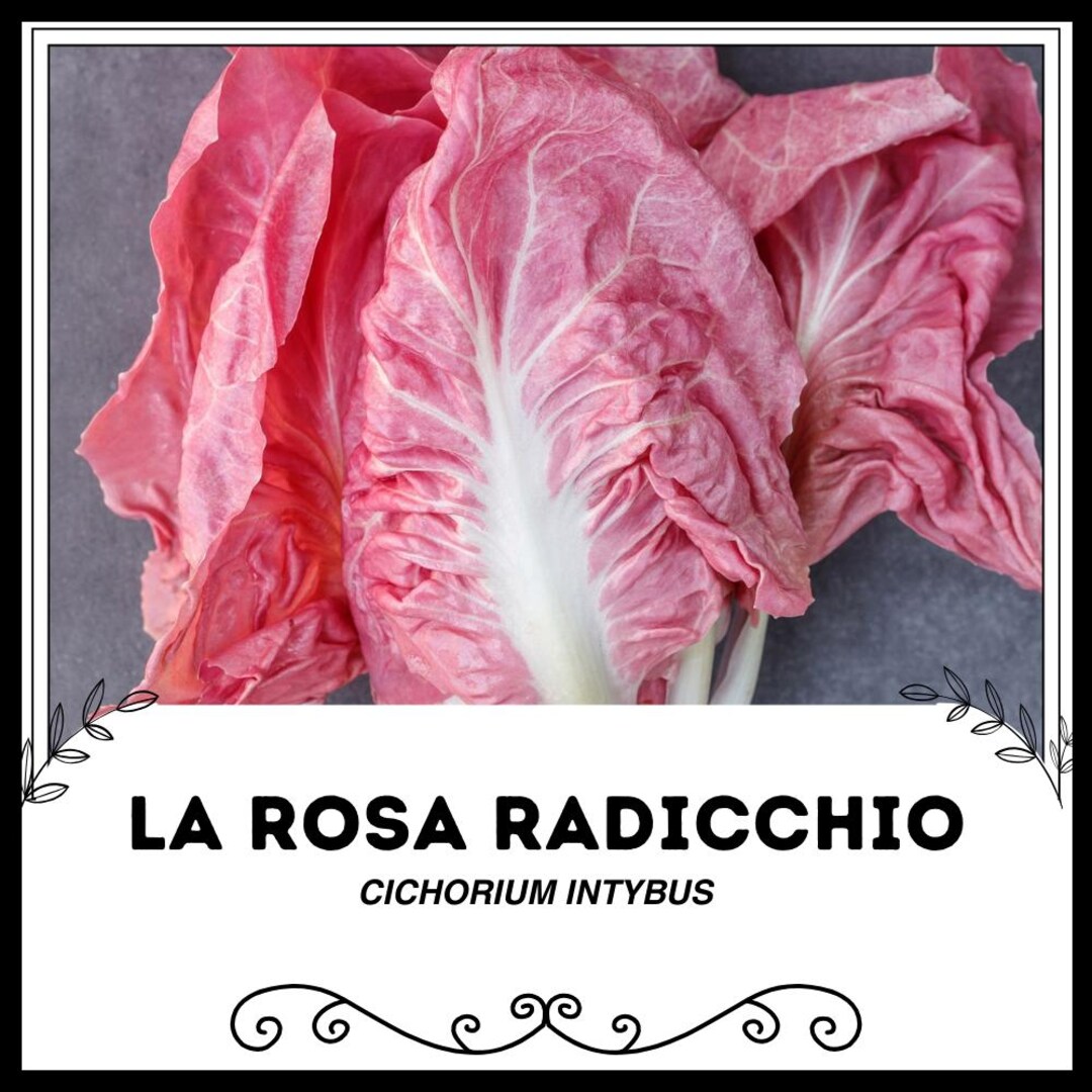 Raddichio Rosa La Rosa Radicchio - Cichorium intybus - Etsy.de