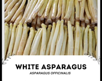 Espárragos blancos - Asparagus officinalis - Verduras raras de la herencia