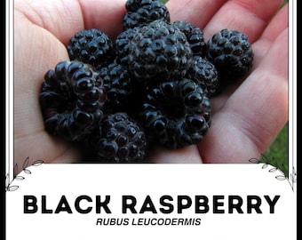 レア種 ラズベリー F.R. ブラックラズベリー - Rubus leucodermis - 珍しい「フルーツ」種子