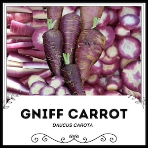 Gniff Carrot - Daucus carota - Rare Heirloom Vegetable