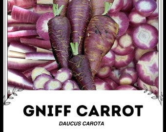 Carota Gniff - Daucus carota - Verdura rara di cimelio