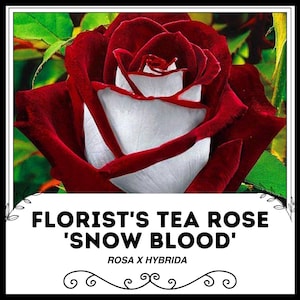 May include: A close-up image of a 'Snow Blood' Florist's Tea Rose, a Rosa x hybrida. The rose has deep red petals with a white centre. The image is framed with a black border and includes the rose's name in bold text.