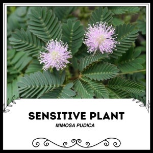 Planta Sensible - Mimosa pudica - Semillas raras de 'Planta' - No me toques, Blanco-Verde, Planta tímida, Fabaceae, Briar Sensible, Hierba Durmiente