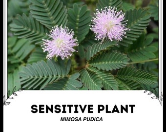 Roślina wrażliwa - Mimosa pudica - Rzadkie nasiona 'Plant' - Nie dotykaj mnie, Biało-zielona, Nieśmiała roślina, Fabaceae, Wrażliwa wrzosiec, Śpiąca trawa