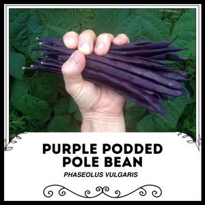 Purple Podded Pole Bean - Phaseolus vulgaris - Rare Heirloom Vegetable