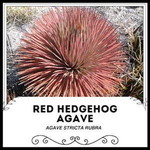 Red Hedgehog Agave - Agave stricta rubra - Rare &#39;Succulent&#39; Seeds - Hedgehog Agave, Pink-Yellow, Stiff Agave, Dwarf Agave, Prickly Red Agave