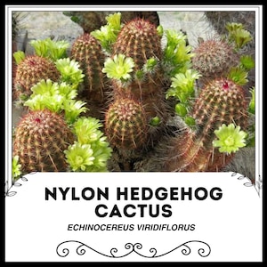 Cactus erizo de nailon - Echinocereus Viridiflorus - Semillas raras de 'Cactus' - Cactus arcoíris, verde-marrón, cactus de oso grizzly, cactus de columna de cobre
