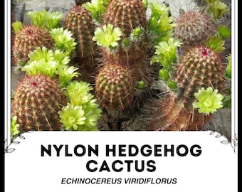 Cactus erizo de nailon - Echinocereus Viridiflorus - Semillas raras de 'Cactus' - Cactus arcoíris, verde-marrón, cactus de oso grizzly, cactus de columna de cobre