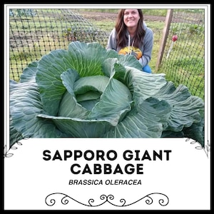Może przedstawiać: Kobieta stoi obok gigantycznej zielonej kapusty, oznaczonej jako "Sapporo Giant Cabbage" i "Brassica Oleracea".