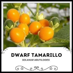 May include: A close-up of a dwarf tamarillo plant with bright orange fruit. The plant has green leaves and stems. The fruit is small and round, with a smooth skin. The text "Dwarf Tamarillo" and "Solanum Abutiloides" is displayed below the image.