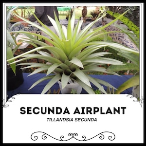 Secunda Airplant - Tillandsia secunda - Zeldzame &#39;Air Plant&#39;-zaden - Rode luchtplant, groen-geel, Secunda Tillandsia, vederlichte Tillandsia