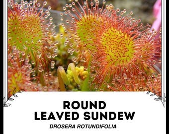 Drosera de hojas redondas - Drosera rotundifolia - Semillas raras 'carnívoras' - Droser de hojas de cuchara, rojo-amarillo, drosera enana, Droseraceae