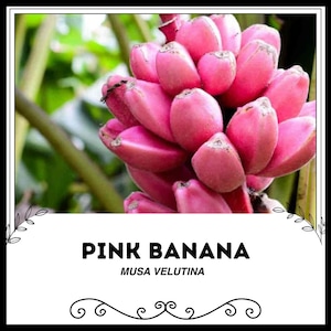 May include: A bunch of pink bananas, also known as Musa Velutina, are clustered together. The bananas are a vibrant pink colour and have a smooth, glossy texture.