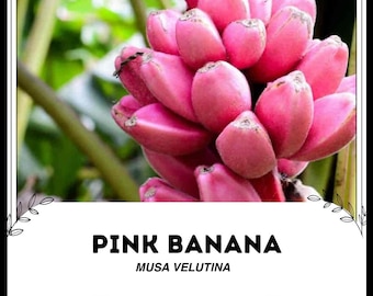 ピンクバナナ - Musa velutina - 珍しい「フルーツ」の種子 - ピンク