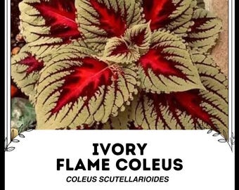 Coleus Ivory Flame - Coleus scutellarioides - Rzadkie nasiona 'Plant' - Coleus, Zielono-Czerwony, Solenostemon Scutellarioides, Wilczomlecz Liściasty Ivory Flame