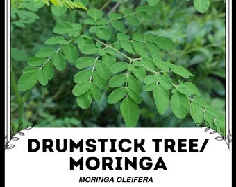 Drumstick Tree /Moringa - Moringa oleifera - Rare Plants Seeds - Horseradish Tree, Green-Yellow , Miracle Tree, Sahijan Tree, Benzolive Tree