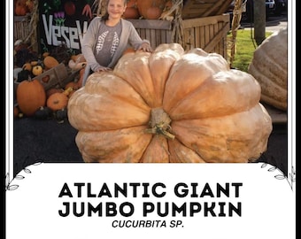 Calabaza gigante gigante del Atlántico - Cucurbita sp. - Verdura rara y tradicional